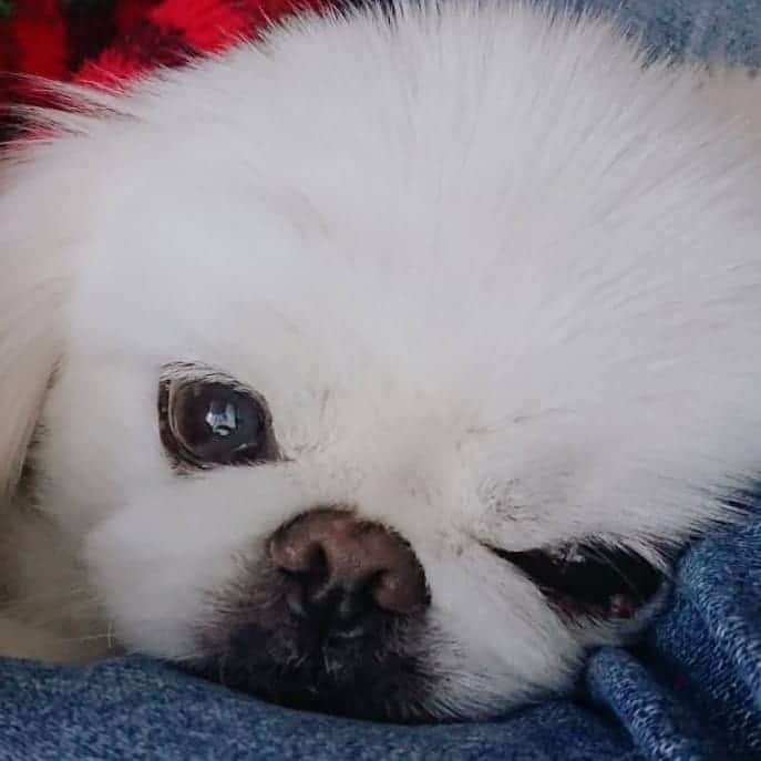 安田義孝のインスタグラム：「#ペキニーズ #ぺきにーず #白ペキニーズ #Pekingese #pekingese  #pekingeselove #pekingesesofinstagram  #pekinese #pekistagram  #japanese #japan #dogstagram  #dogs #dog #japanesedog #japanesedogs #doglover #love #iloveyou #ilovedogs #京叭狗 #페키니즈 #cute #cutedog  #ハロウィン #愛犬 #わんこ #犬 #エブリドッグ #ZIP写真部」