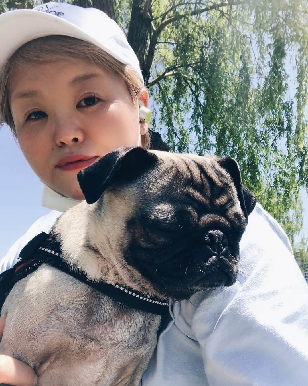 高橋奈苗さんのインスタグラム写真 - (高橋奈苗Instagram)「ベイビーとひなたぼっこ🌞 日光大好き。  #pug #パグ　#癒し　#犬のいる暮らし #ぱぐすたぐらむ」5月9日 15時34分 - nanae_passion_