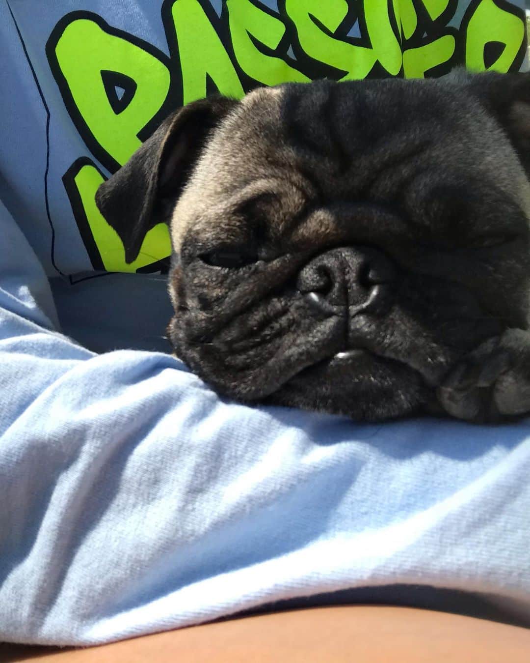 高橋奈苗さんのインスタグラム写真 - (高橋奈苗Instagram)「ベイビーとひなたぼっこ🌞 日光大好き。  #pug #パグ　#癒し　#犬のいる暮らし #ぱぐすたぐらむ」5月9日 15時34分 - nanae_passion_