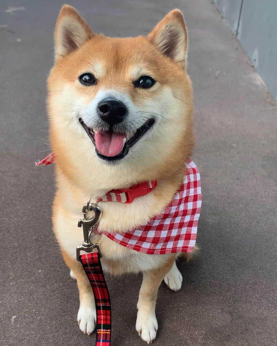 豆柴 サニーちゃんさんのインスタグラム写真 - (豆柴 サニーちゃんInstagram)「. . HELLO〜こんにちわんわん🐻🐶🌷 . 昨日のおさんぽ🍀 にこにこ笑顔になったよ〜 . らむたんおちっこ中に おっきな音がなったけど 止まらなかったおちっこ😆 . 🐶びっくりしたけど いっかいでぜんぶだすでちゅ🚽 . . #本日のさにらむ散歩 #お散歩大好き犬 #にっこり笑顔がかわいい #息を合わせて #ぴょんぴょんうさぎ #ラムちゃんのおちっこは低姿勢 . #柴犬#豆柴 #赤柴#豆柴子犬 #まめしば#いぬのきもち#ふわもこ部 #サンデイ#サンデイいぬ組#anicas#shiba_snap #shibainu#shiba#mameshiba#shibastagram #mameshibapuppy#shibapuppy #豆柴サニーちゃん#豆柴ラムちゃん#さにらむたん #さにらむ2020#シマホスマイル」5月9日 15時34分 - sunny_rei_32