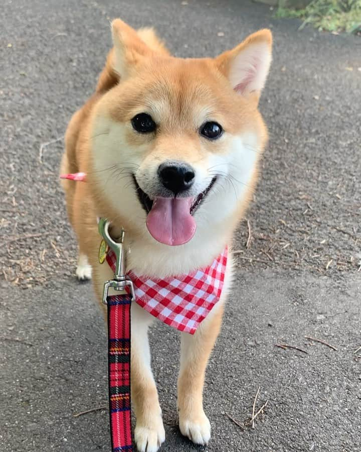 豆柴 サニーちゃんのインスタグラム