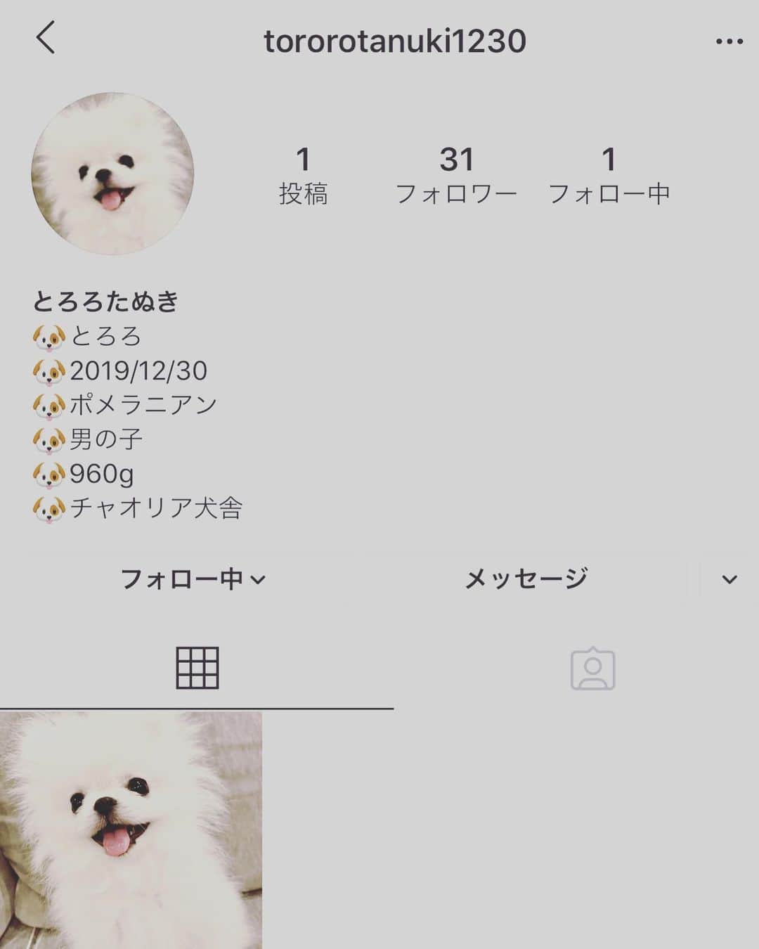 のインスタグラム：「皆さんご存知かと思いますが、我が家のとろろ君🐶 Instagram始めました。笑 癒されたい方是非見て下さい！ * #とろろ@tororotanuki1230 #チャオリア犬舎 #ポメラニアン」