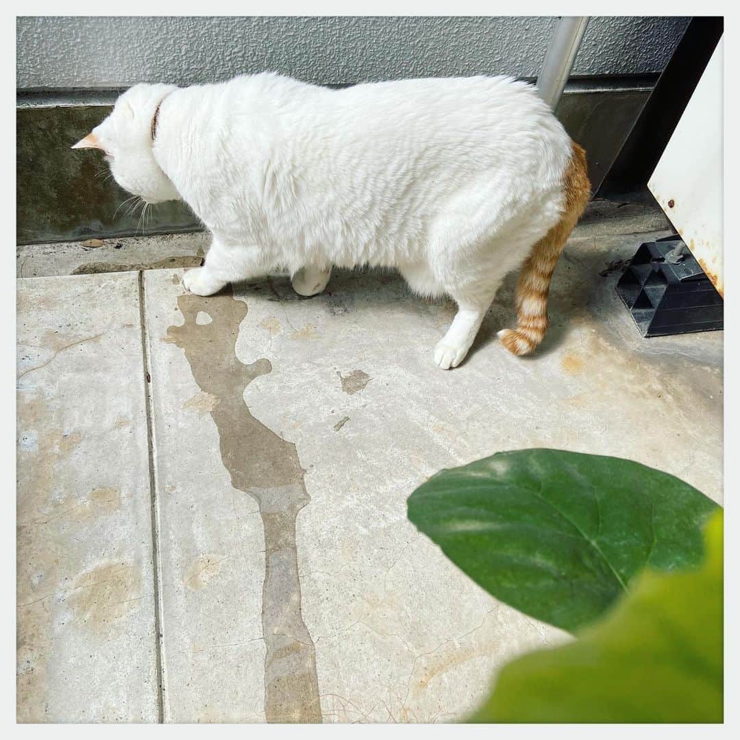 kumikoさんのインスタグラム写真 - (kumikoInstagram)「最近の朝のルーティーンは植木にあげたお水が流れるのを追い掛ける事。 何故か心待ちにしているらしい（笑）」5月9日 16時19分 - makudeco