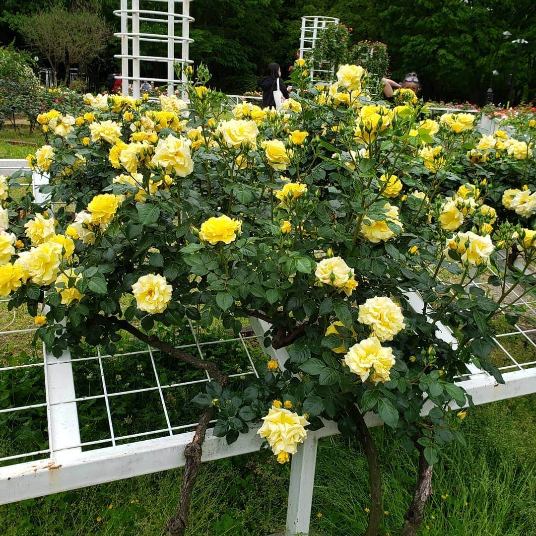 平井富子さんのインスタグラム写真 - (平井富子Instagram)「バラ満開❗  代々木公園にあるバラ園。40品種以上のバラがほぼ満開～！ 癒されます～！」5月9日 16時13分 - enchantewithd