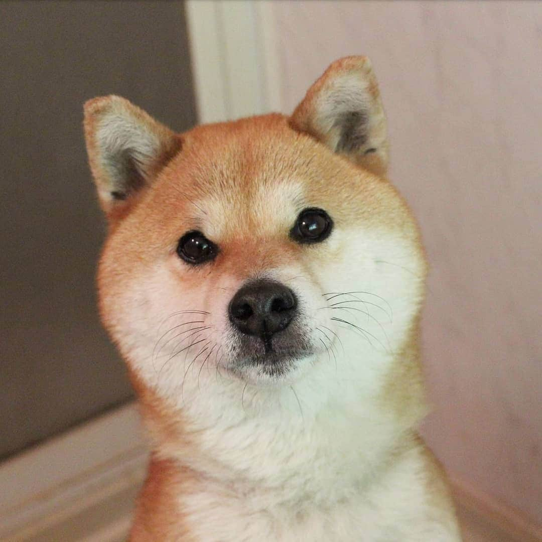 柴犬たま Shibainu Tamaのインスタグラム