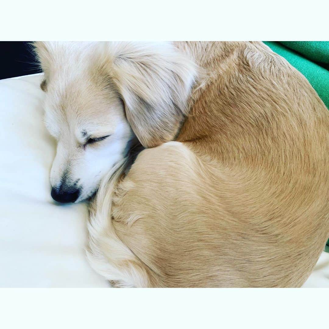 秋本祐希さんのインスタグラム写真 - (秋本祐希Instagram)「すやすやすやすや💤 #はるさん #mix犬 #チワックス #family #癒し」5月9日 16時33分 - ayuuki0908