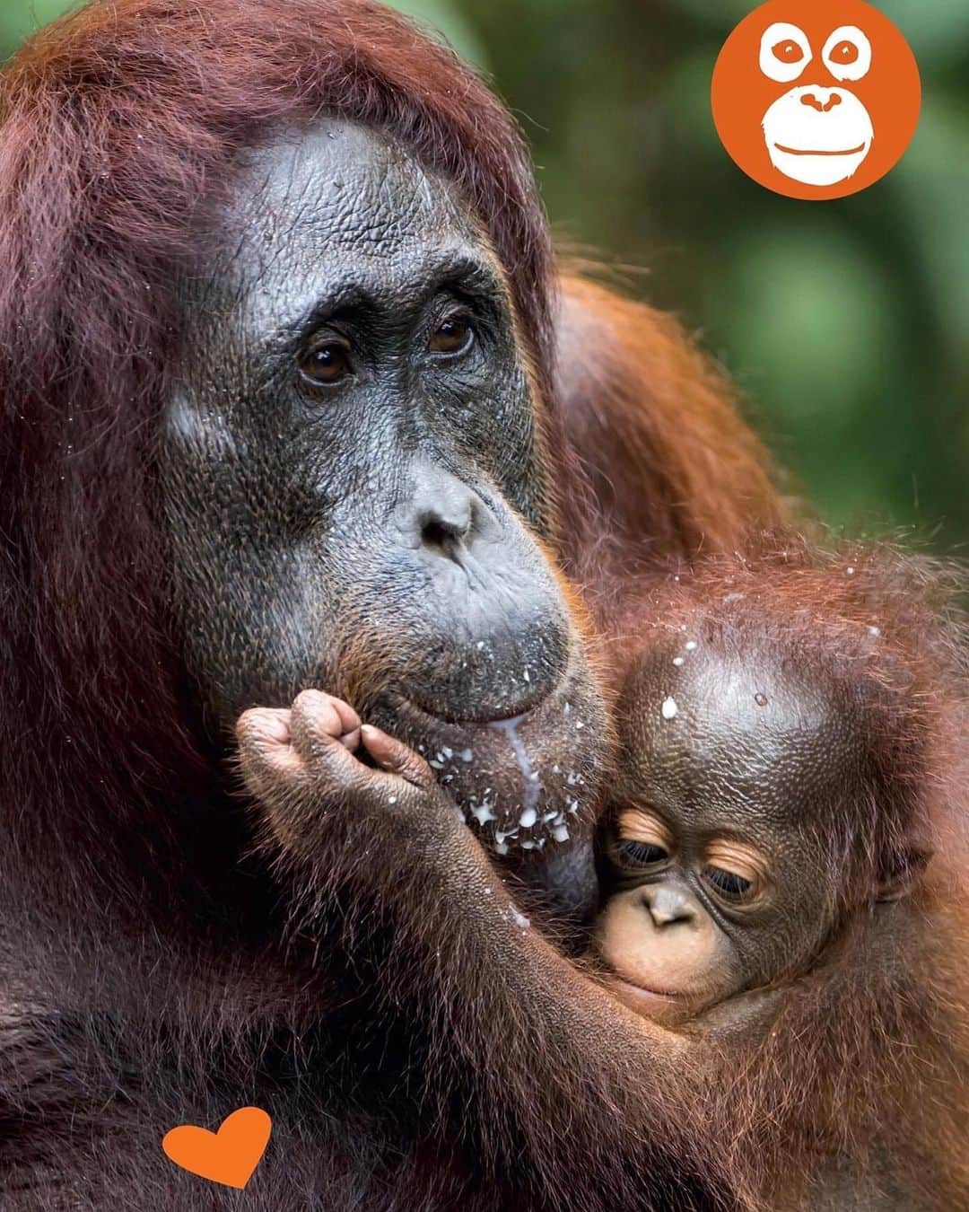 OFI Australiaさんのインスタグラム写真 - (OFI AustraliaInstagram)「Happy Mother's Day to all the beautiful mothers, both human and orangutan 🧡 Orangutan mother's are amazing! The relationship between a mother and baby orangutan is very special. For the first few years of their life, a young orangutan holds tight to their mother’s body as she moves through the forest canopy. Young orangutans learn almost everything from their mothers, including where to find food, what to eat (and how to eat it) and how to build a sleeping nest. Mothers also protect their young from predators. Orangutan infants will sometimes be carried until they are 5 years old and be breast-fed until they are 8 years of age. Now that's dedication! 🧡____________________________________ 🦧 OFIA Founder: Kobe Steele 💌 kobe@ofiaustralia.com | OFIA Patron and Ambassador: @drbirute @orangutanfoundationintl @orangutan.canada www.orangutanfoundation.org.au 🦧 #orangutan #orphan #rescue #rehabilitate #release #BornToBeWild #Borneo #Indonesia #CampLeakey #orangutans #savetheorangutans #sayNOtopalmoil #palmoil #deforestation #destruction #rainforest #instagood #photooftheday #environment #nature #instanature #endangeredspecies #criticallyendangered #wildlife #orangutanfoundationintl #ofi #drbirute #ofiaustralia #FosterAnOrangutanToday」5月9日 16時51分 - ofi_australia