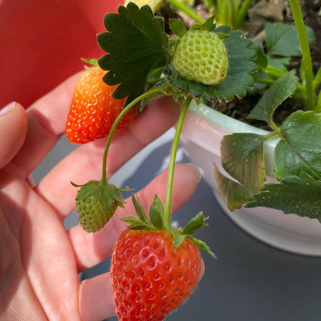 デュア・リパさんのインスタグラム写真 - (デュア・リパInstagram)「walks on the heath, daisy chains, finally warm enough to wear my @pepejeans crop cardi and a special delivery strawberry plant 🍓from @ellajenkin 💫  This week I basically inhaled Sally Rooney’s book - Normal People and read it all in a day, finished listening to “The Left-Right Game” podcast @tessamaethompson we want more!!! , watched Memento, Eternal Sunshine Of The Spotless Mind and we’re in the middle of watching The Last Dance docu series! Send more recs pleaseeeee and thank you in advance ❤️」5月9日 22時22分 - dualipa