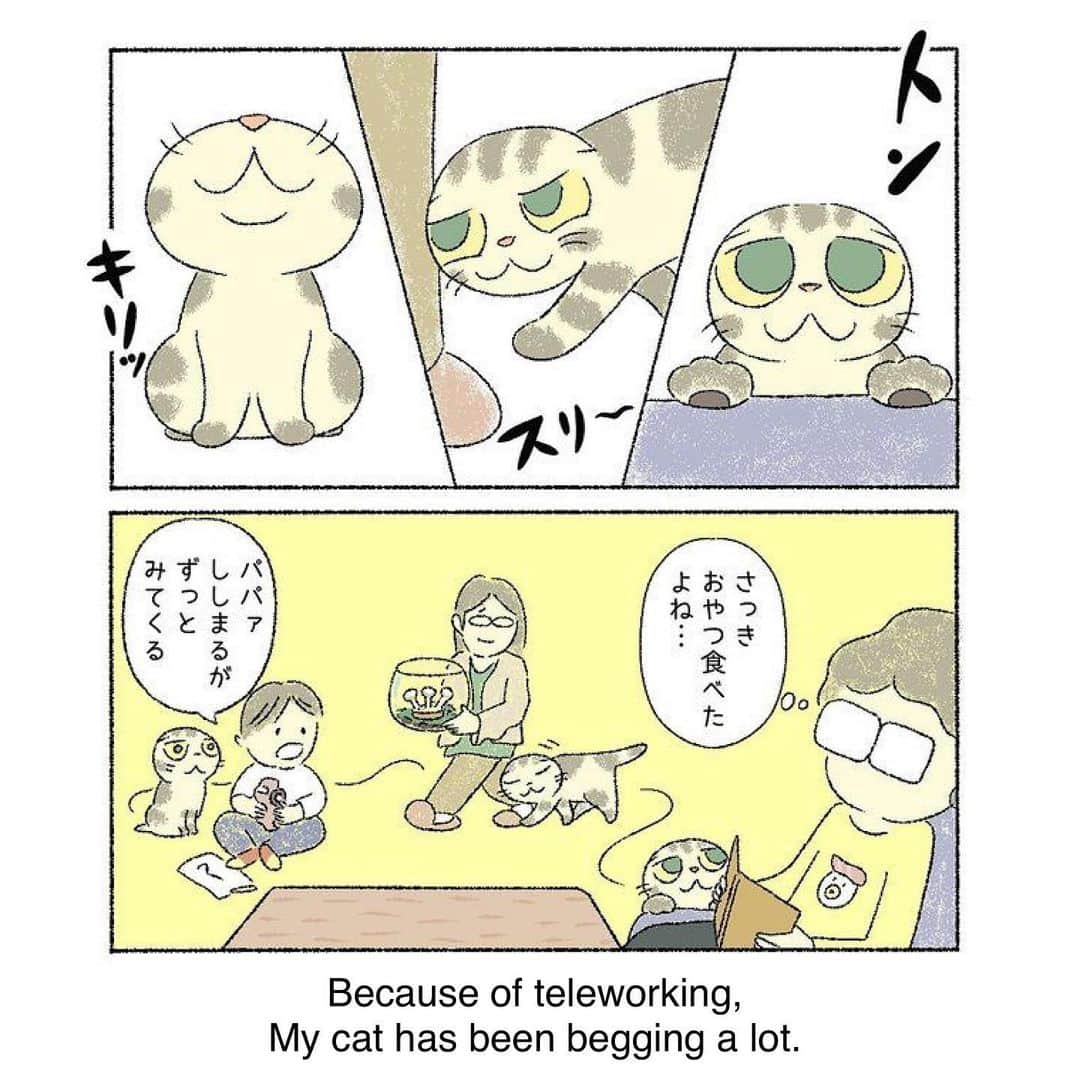 Shishi-maruさんのインスタグラム写真 - (Shishi-maruInstagram)「🐱ねこのきもちWEBMAGAZINE にて、猫エッセイが更新されました。今回はししまると家でキャンプ！？のお話です。アプリ版もありますので是非。﻿ お楽しみください。﻿ ﻿ 【渋ネコししまるさん】#46﻿ ｜ねこのきもちWEB MAGAZINE﻿ ﻿ https://cat.benesse.ne.jp/lovecat/content/?id=69935﻿ ﻿ 🐱My essay about Shishi-maru is serialized in a weekly magazine:)﻿ ﻿ ーーーーーーーーーーーーー﻿ 🌺「渋ネコ ししまるさん」ねこのきもちWEB MAGAZINE にて毎週金曜日エッセイの連載中﻿ ーーーーーーーーーーー﻿ 📕「ぷっちねこ。」「3匹のちいさな猫を召喚できたなら」「ちいさな猫を召喚できたなら」徳間書店より単行本発売中﻿ ーーーーーーーーーーー﻿ ⭐︎ねこ漫画→@tacos_cat﻿ 🌺Twitter →@taco_emonemon﻿ ーーーーーーーーーーー」5月9日 17時31分 - emonemon