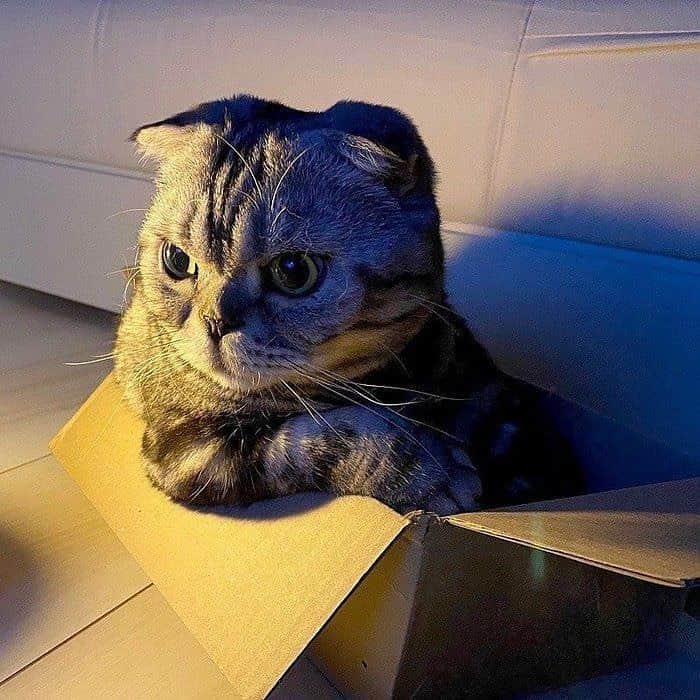 Shishi-maruのインスタグラム：「🐱ねこのきもちWEBMAGAZINE にて、猫エッセイが更新されました。今回はししまると家でキャンプ！？のお話です。アプリ版もありますので是非。﻿ お楽しみください。﻿ ﻿ 【渋ネコししまるさん】#46﻿ ｜ねこのきもちWEB MAGAZINE﻿ ﻿ https://cat.benesse.ne.jp/lovecat/content/?id=69935﻿ ﻿ 🐱My essay about Shishi-maru is serialized in a weekly magazine:)﻿ ﻿ ーーーーーーーーーーーーー﻿ 🌺「渋ネコ ししまるさん」ねこのきもちWEB MAGAZINE にて毎週金曜日エッセイの連載中﻿ ーーーーーーーーーーー﻿ 📕「ぷっちねこ。」「3匹のちいさな猫を召喚できたなら」「ちいさな猫を召喚できたなら」徳間書店より単行本発売中﻿ ーーーーーーーーーーー﻿ ⭐︎ねこ漫画→@tacos_cat﻿ 🌺Twitter →@taco_emonemon﻿ ーーーーーーーーーーー」