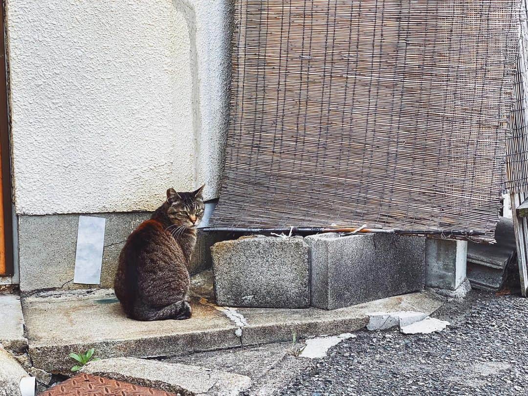 のインスタグラム：「2020.05.09 今まで犬派だったけど 最近🐱の可愛さに気付いてしまった。 ..... #cat #photooftheday #iphone11pro」