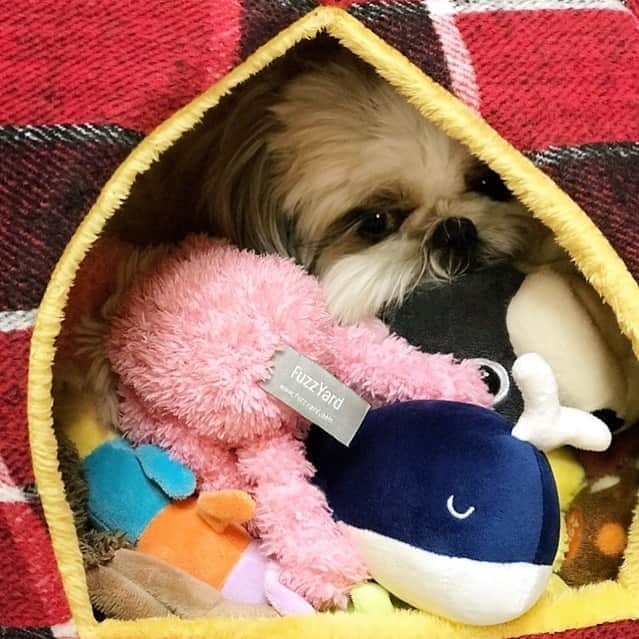 のインスタグラム：「こ、こりは…🙅🏻‍♀️ かなりの3密でつよ🐶💦 * * * * * りんく氏が隣のお部屋からいっぱいオモチャを運んでくるので😆 ドームハウスの中へぽんぽん入れて片付けようとしたらいつの間にか中に入っていました〜😂💕」