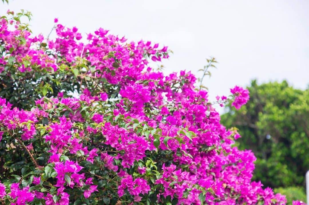 現地発信の旅行サイト「たびらい」のインスタグラム：「🌺沖縄スナップフォト企画🌴 Vol.11 : 本日の写真▼ Photo by 白木裕紀子 @shiraki_photooffice_okinawa : 【沖縄スナップフォト企画とは…？】 日常生活の中で出会う、ちょっとした沖縄の風景を投稿するコーナーです。たびらい沖縄編集部×県内で活躍するカメラマンがタイアップし、たびらいファン・沖縄ファンの皆様へ今を乗り切る為の癒しになれば…という想いで企画しました。これから素敵な写真をお届けしますので、同じような風景に出会ったことがある…もしくはこれから行ってみたい！と感じた方は、いいねボタンを押していただけると嬉しいです☺ : #たびらい #tabirai #ローカル旅行 #旅行好き #女子旅 #travelgram #旅行 #旅行好きな人と繋がりたい #travel #家族旅行 #カメラ女子 #たびらい沖縄 #沖縄 #沖縄県 #loves_okinawa #trip #夏待ち2020 #okinawa #旅 #トラベル #instatravel #おきなわ #genic_japan #写真好きなひとと繋がりたい #instagood」