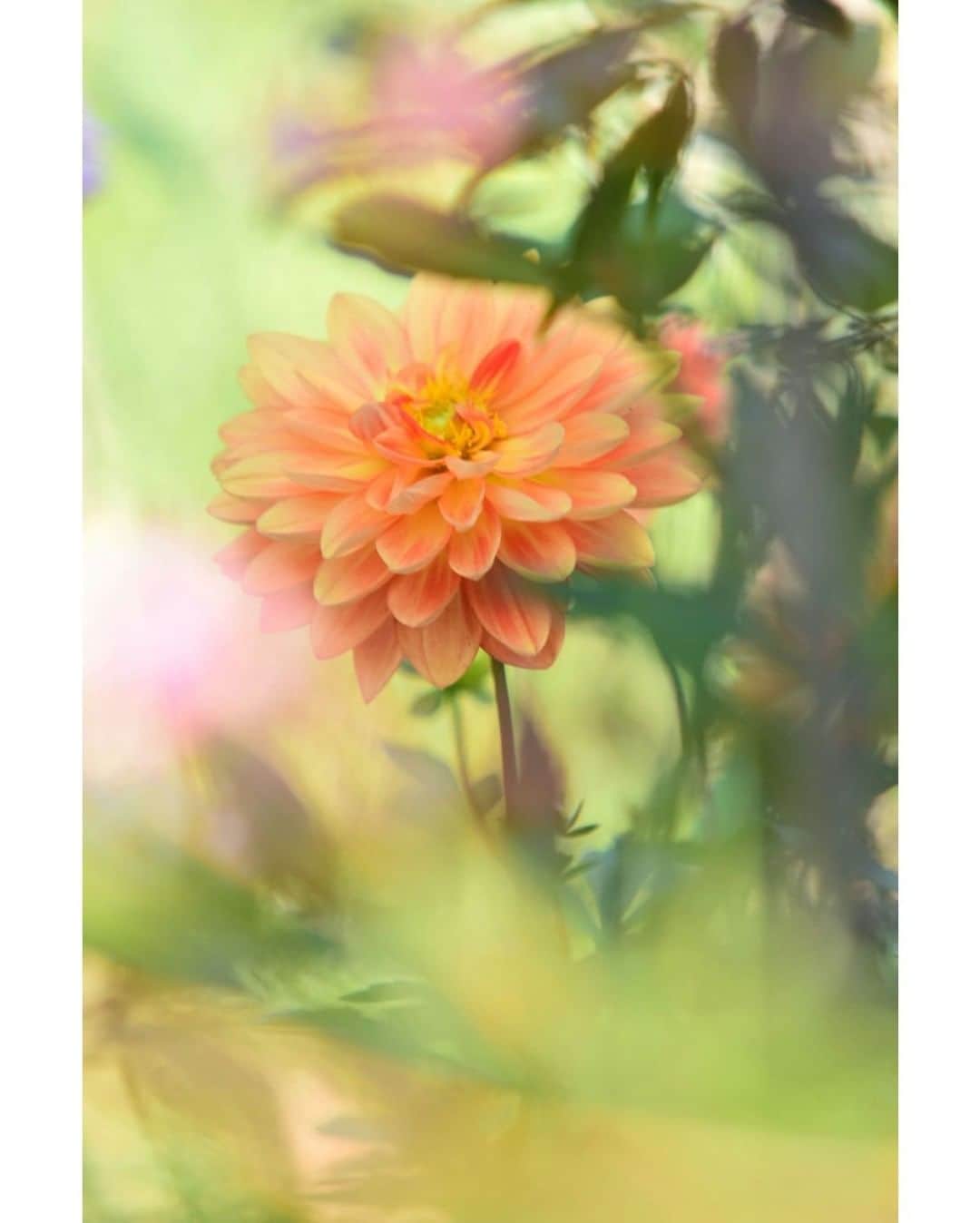花の写真館のインスタグラム：「Photo by 桒田 浩.⠀ .⠀ Original Post[投稿頂いたURL]⠀ https://www.facebook.com/photo.php?fbid=1176382275881660⠀ .⠀ 本アカウントは、 #私の花の写真 をつけてInstagramに投稿された皆さまの花の写真や、「花の写真館」Facebookページで投稿された花の写真を紹介します。⠀ 「花の写真館」Facebookページは、「 @floral.photograph 」のプロフィールにあるURLからご覧ください。⠀ .⠀ ※日本政府により緊急事態宣言が発令されました。 皆様、政府、自治体など公的機関の指示に従った行動をお願いします。⠀ 東京カメラ部および分室では、写真を「見る楽しみ」を提供することを通して、微力ながら皆様にわずかな時間でも癒しをお届けしたいと思っております。⠀ ※本アカウントは東京カメラ部がFacebook、Instagramのサービスを利用して運営しているもので、Facebook社・Instagramとは一切関係ありません。⠀ .⠀ #花の写真館 #floralphotograph #floralphoto #flower #flowers⠀ Follow: @floral.photograph」