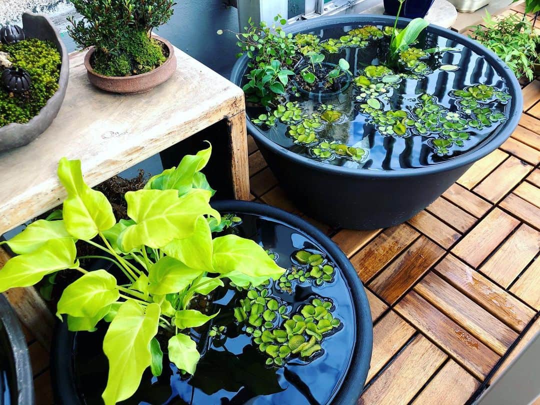 金成公信のインスタグラム：「新・睡蓮鉢。new water lily bowls.  #盆栽 #bonsai #bonsaijapan #japanesebonsai #wabisabi #bonsailovers #bonsailife #bonsaitree #bonsaiart #bonsaigram #bonsaiworld #plants #tree #greenlife #greenlifestyle #苔 #moss #睡蓮 #睡蓮鉢 #ビオトープ #biotope #メダカ #waterlilybowl」