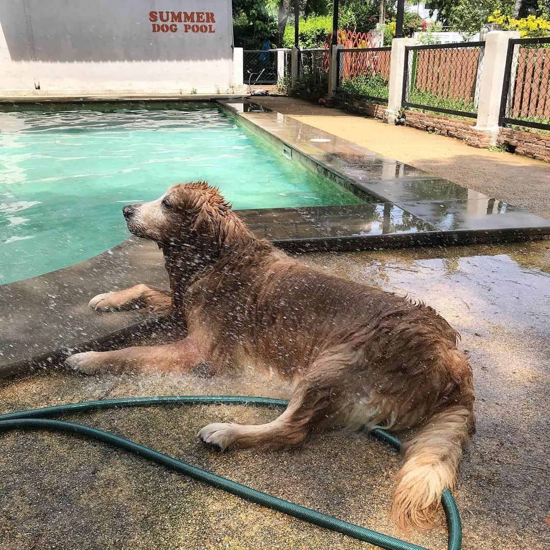 Hoykong&Plamuekさんのインスタグラム写真 - (Hoykong&PlamuekInstagram)「Best thing to do on a hot day!! #hkpm #hoykong #plamuek_westies」5月9日 19時54分 - hoykongplamuek