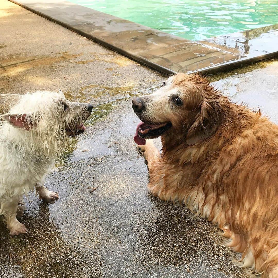 Hoykong&Plamuekのインスタグラム：「Best thing to do on a hot day!! #hkpm #hoykong #plamuek_westies」
