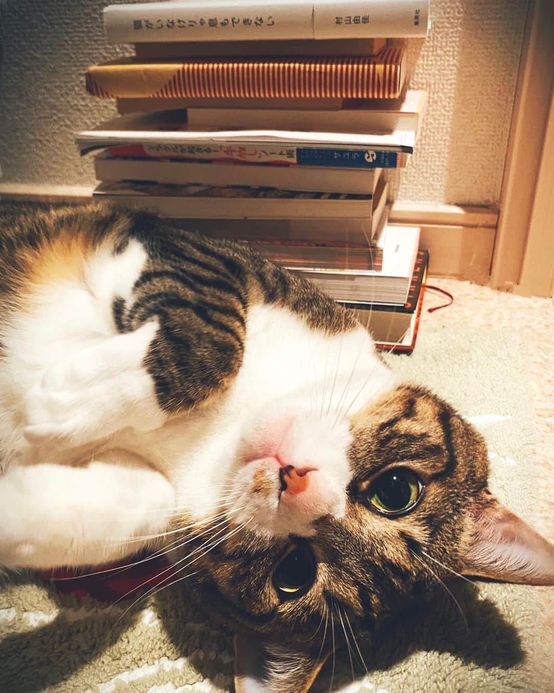 野本かりあのインスタグラム：「猫と本。 なんて相性が良いのやら。 珍しく可愛いらしいポーズ。  2枚目は、私の大好きなアングル。 上目遣い。 その時の目も好きなんだけれど、この角度の口元がたまらないんだなー❣️ #lukarly #catsofinstagram #にゃんすたぐらむ」