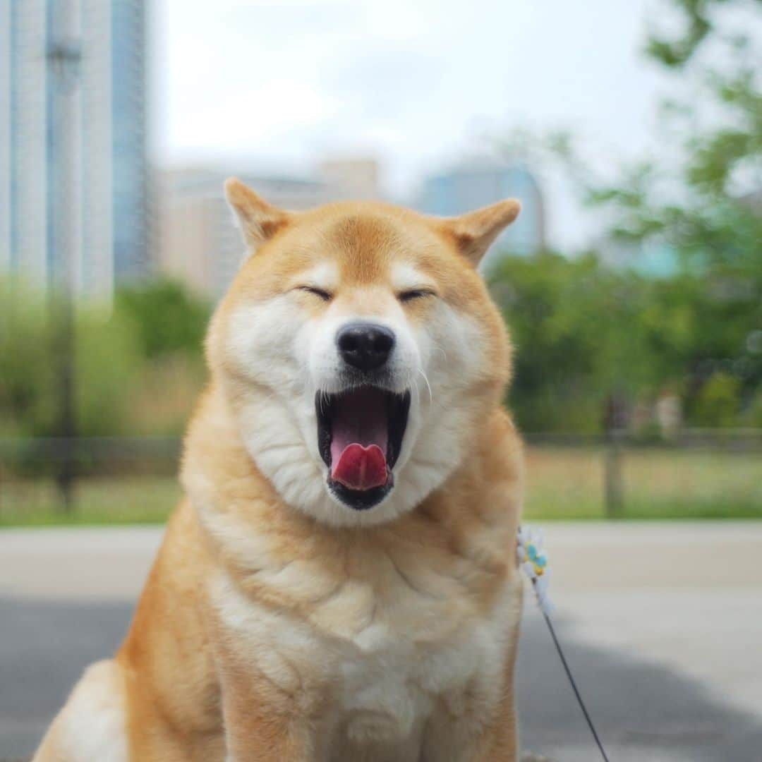 まる（まるたろう）さんのインスタグラム写真 - (まる（まるたろう）Instagram)「It’s like a lion king✨🦁🐶✨ライオンみたいでしょ〜　さっきね上野動物園からなんか猛獣ぽい声が聞こえてきたよ👂 #まるの気配を感じたのかも #野生の感 #動物園今はお休みだから #みんなリラックスしてるかな #のんびりしてるといいな #上野動物園 #根津のプライドロック」5月9日 20時04分 - marutaro