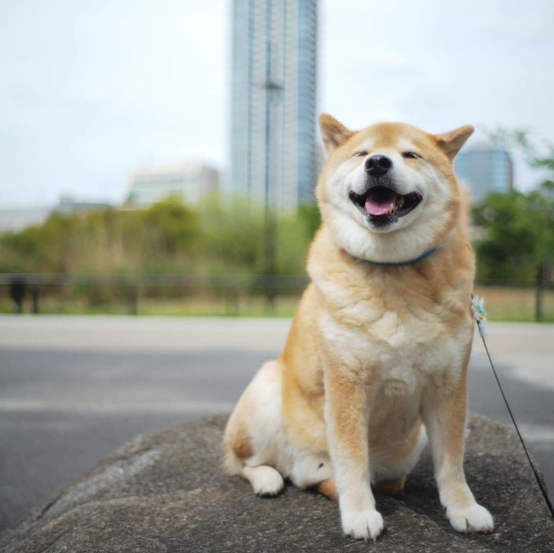 まる（まるたろう）さんのインスタグラム写真 - (まる（まるたろう）Instagram)「It’s like a lion king✨🦁🐶✨ライオンみたいでしょ〜　さっきね上野動物園からなんか猛獣ぽい声が聞こえてきたよ👂 #まるの気配を感じたのかも #野生の感 #動物園今はお休みだから #みんなリラックスしてるかな #のんびりしてるといいな #上野動物園 #根津のプライドロック」5月9日 20時04分 - marutaro