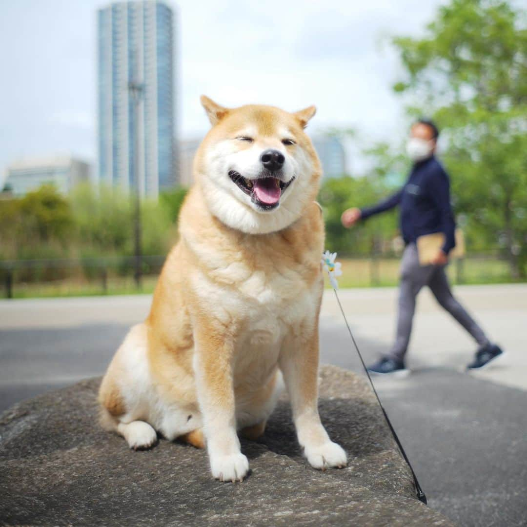 まる（まるたろう）さんのインスタグラム写真 - (まる（まるたろう）Instagram)「It’s like a lion king✨🦁🐶✨ライオンみたいでしょ〜　さっきね上野動物園からなんか猛獣ぽい声が聞こえてきたよ👂 #まるの気配を感じたのかも #野生の感 #動物園今はお休みだから #みんなリラックスしてるかな #のんびりしてるといいな #上野動物園 #根津のプライドロック」5月9日 20時04分 - marutaro