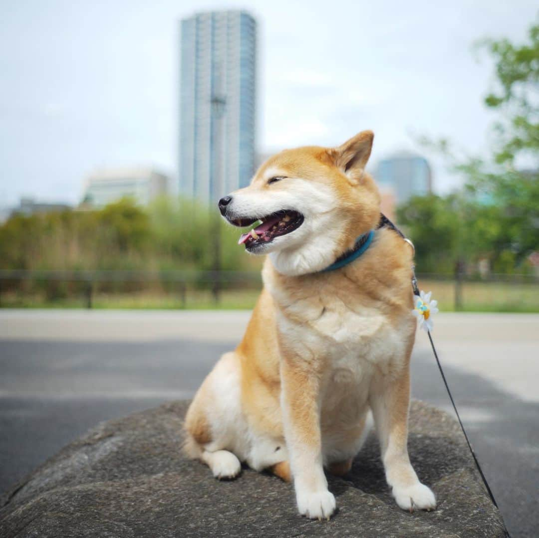 まる（まるたろう）さんのインスタグラム写真 - (まる（まるたろう）Instagram)「It’s like a lion king✨🦁🐶✨ライオンみたいでしょ〜　さっきね上野動物園からなんか猛獣ぽい声が聞こえてきたよ👂 #まるの気配を感じたのかも #野生の感 #動物園今はお休みだから #みんなリラックスしてるかな #のんびりしてるといいな #上野動物園 #根津のプライドロック」5月9日 20時04分 - marutaro