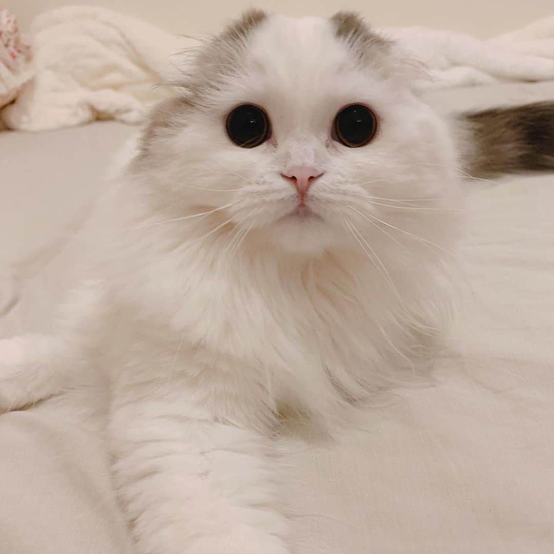 のんたのインスタグラム：「刺繍糸を糸巻きに巻いている私をじーっと見ていたぱんちゃん🧵 1時間くらいのんびりと過ごし時々じゃれたりして ぱんちゃんったら大人しく遊べるのねなんて思ってしまった！ (いつもは爆裂ヒャッハーぱんちゃんなので) ・ #scottishfold #catstagram_japan #catsofinstagram #cats_of_instagram#catoftheday #ilovemycat #bestmeow #catlover #cutecat #kittensofinstagram #cute #スコティッシュフォールド」