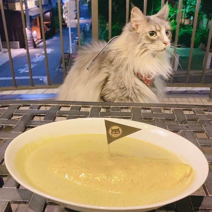 相沢あいさんのインスタグラム写真 - (相沢あいInstagram)「久し振りに #東京ロビン の #オムカレー を食べたら変わらぬ美味しさ。グリーンカレーをフレンチで解釈したような、ここでしか食べられない味。 _ #ぷーぷー #ねこ #猫 #メインクーン #cat #catstagram #catsagram #catsofinstagram #cats_of_world #catlover #catlovers #catholic #cat_of_instagram #カレー #mainecoon #mainecoonlife #mainecoonlover #fluffy #bigcat #ねこ部 #ふわもこ部 #メインクーン部  #にゃんすたぐらむ #ねこすた #ねこすたぐらむ  #恵比寿 #にゃんぽ #恵比寿グルメ」5月9日 20時25分 - aizawaai
