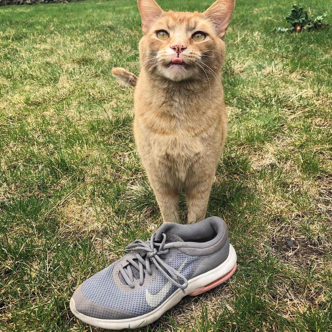 Snorri Sturlusonさんのインスタグラム写真 - (Snorri SturlusonInstagram)「STOLEN: women’s grey and pink Nike running shoe. Well worn. Night of 4/14. #snorrithecat #kleptokitty #catburglar #catsofinstagram #spokanedoesntsuck #spokanepets #pnw #catstagram」4月16日 5時04分 - snorrithecat