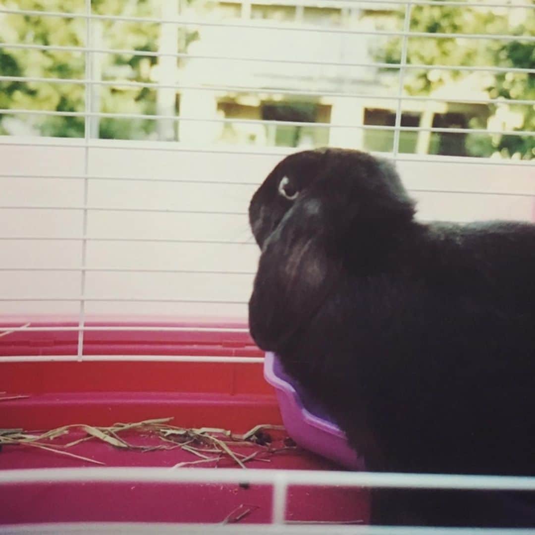 野本かりあのインスタグラム：「世の中、ささくれ立っているので 今宵は14年生きた黒いウサギを置いておきますね。 #プリンさん　#愛しきかりんとう」
