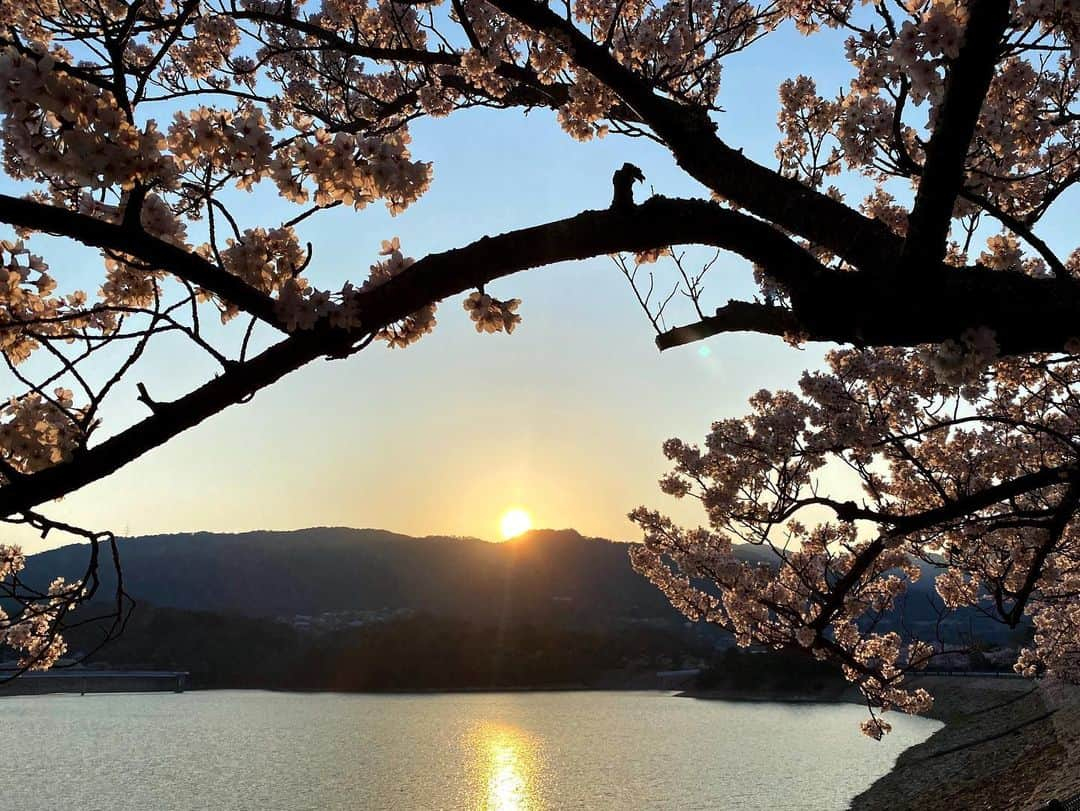 山田佳子さんのインスタグラム写真 - (山田佳子Instagram)「夕方のお散歩…♪﻿ 在宅勤務で何が嬉しいか？って﻿、朝夕、ワンちゃんのお散歩に行けること😊🙏💕﻿ ﻿ #夕方﻿ #お散歩﻿ #夕陽 #桜🌸  #自然 #癒し　 #美しい景色 #明日への活力 #ありがとう😊」4月15日 20時57分 - yoshiko117