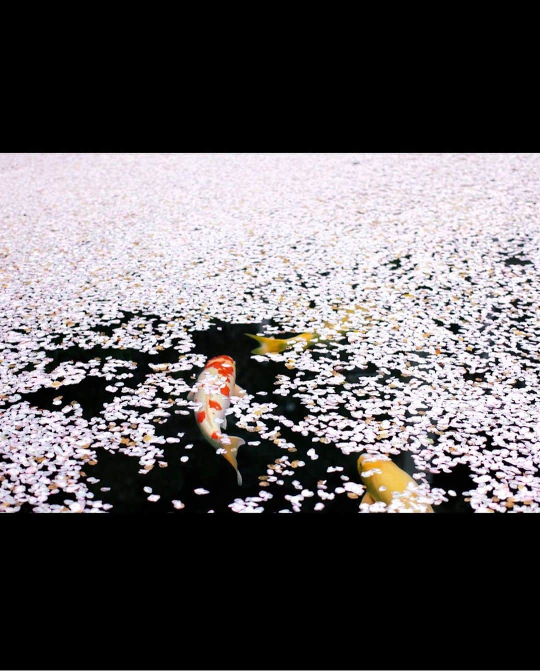 kyoko_zzzさんのインスタグラム写真 - (kyoko_zzzInstagram)「花　筏 ※  re-edit ※  #cherryblossom #nishikigoi」4月15日 21時18分 - kyoko_zzz