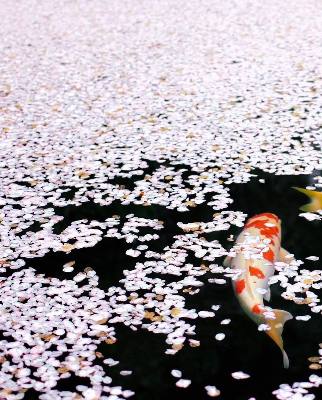 kyoko_zzzのインスタグラム：「花　筏 ※  re-edit ※  #cherryblossom #nishikigoi」