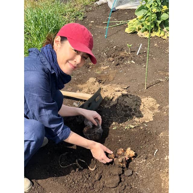 加藤紀子さんのインスタグラム写真 - (加藤紀子Instagram)「土を踏むことに、太陽を浴びることに、これほどの喜びを覚えるとは。  夏野菜のあれこれから、手にしているのは秋に収穫予定の菊芋。  その日には、 健やかに美味しく頬張れますよう願うばかり。  #カトノリ農園  #畑からこんにちは #加藤紀子畑チャンネル」4月15日 21時38分 - katonoriko