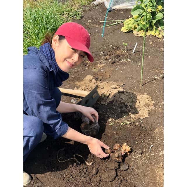 加藤紀子のインスタグラム：「土を踏むことに、太陽を浴びることに、これほどの喜びを覚えるとは。  夏野菜のあれこれから、手にしているのは秋に収穫予定の菊芋。  その日には、 健やかに美味しく頬張れますよう願うばかり。  #カトノリ農園  #畑からこんにちは #加藤紀子畑チャンネル」