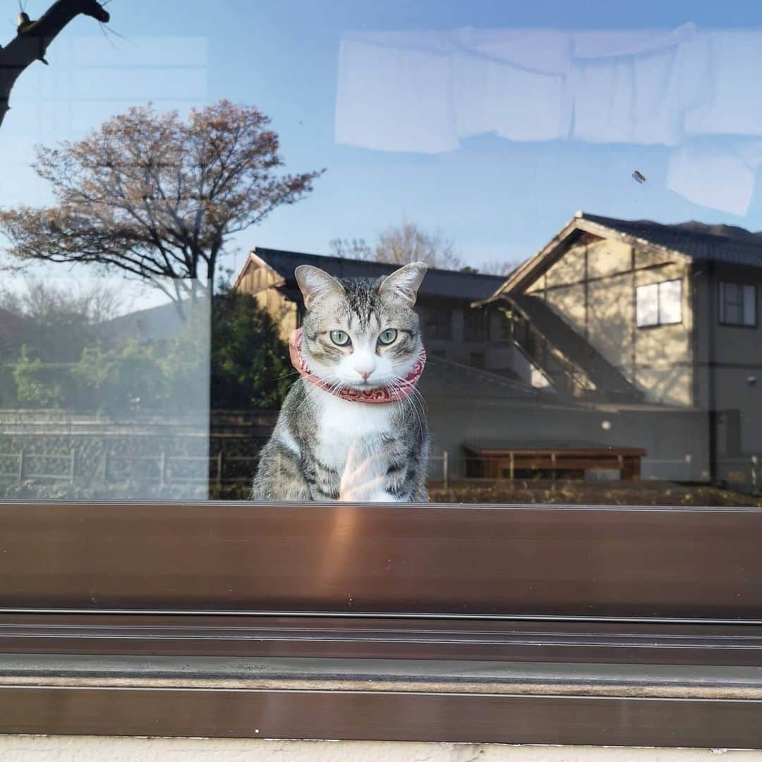 梅川壱ノ介（舞踊家）のインスタグラム：「猫 ￣￣￣￣￣￣￣￣￣￣￣￣￣￣￣￣￣￣￣￣￣￣ お散歩中に出会った猫ちゃん。  可愛かったぁーー。  #猫好き  #猫のいる暮らし  #猫がいる幸せ  #お散歩中に発見  #猫」