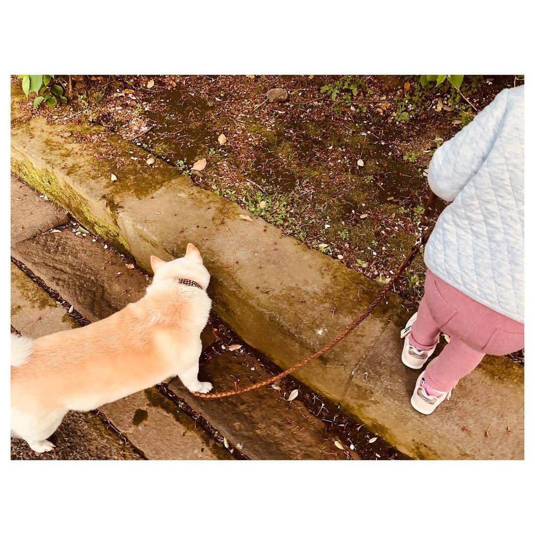 高垣麗子さんのインスタグラム写真 - (高垣麗子Instagram)「・ ・ ・ しっかり対策をして 今日も少し外の空気を吸いに𓂃 見守る側だったさくらさんですが いつの間にか立場が逆に。 些細なことだけど ジーーーンと目頭が熱くなった。 ありがとう。 ・ ・ #いぬとこどものいる暮らし  #柴犬 #shibainu  #family #🐕🐕👧🏻」4月15日 22時22分 - reikotakagaki