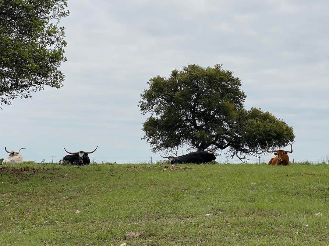 ビル・ゴールドバーグのインスタグラム：「#longhorns practicing #socialdistancing 😉 ...... #signofthetimes #covid #spear #jackhammer #whosnext @wwe @wweonfox #jackhmrranch」