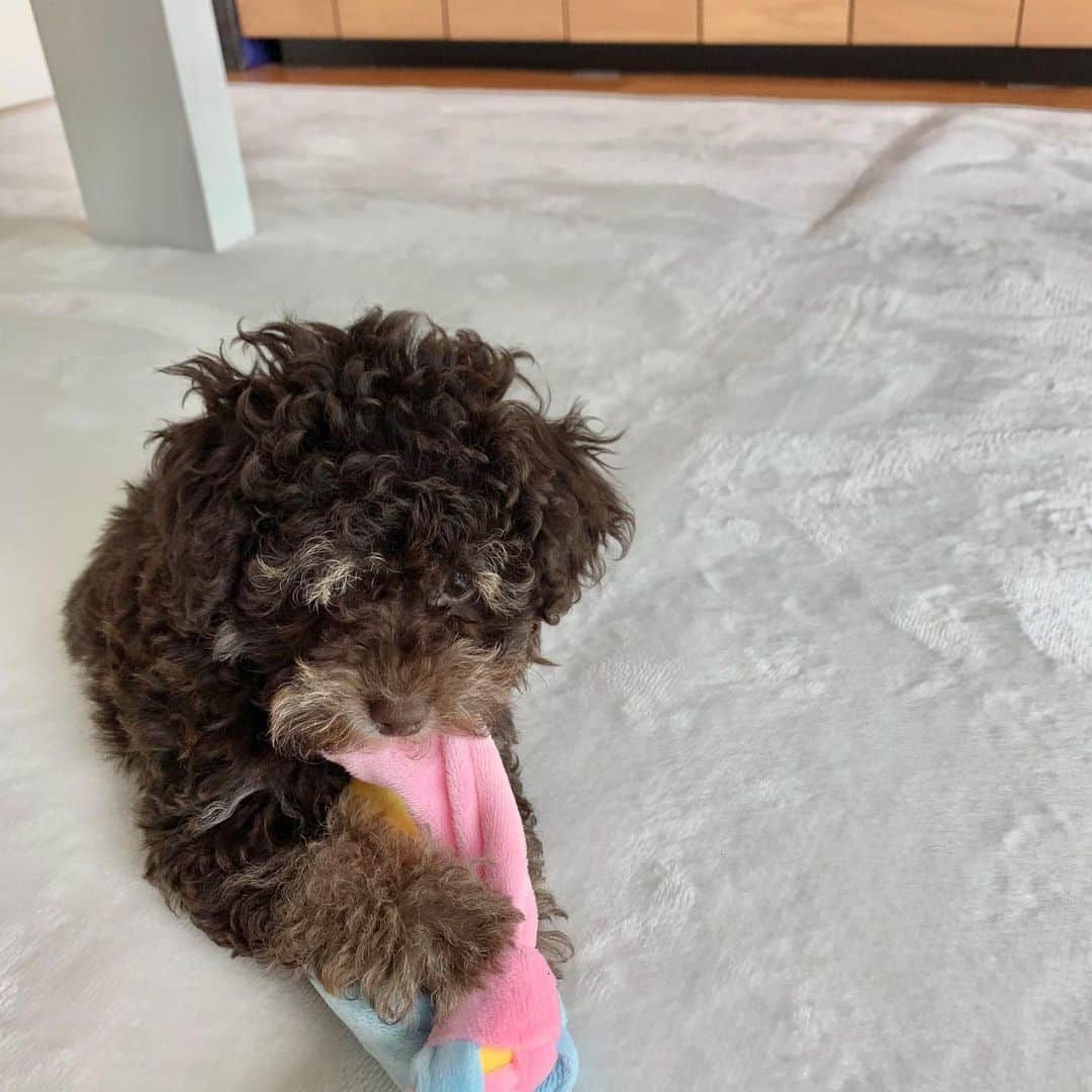 新井一耀のインスタグラム：「報告が遅くなりましたが家族が増えました🐶 散歩ができるようになってから紹介したかったんですが、あまりにも家にいる時間が長すぎて待ち切れずに投稿しちゃいました！3回目のワクチン接種が終わっていないのでトリミングにも行けず家に迎えてからかなり毛が伸びました😂名前は僕も妻もミニオンが好きなので、ボブと名付けました！笑 これから限りある時間を大切に家族みんなで楽しく過ごしていきたいです😌  大変な時期が続いていますが、今できることを全力でやり、皆さんの前でサッカーができる日を楽しみにしています。 #1月3日生まれ #タイニープードル #最高のおうち時間」