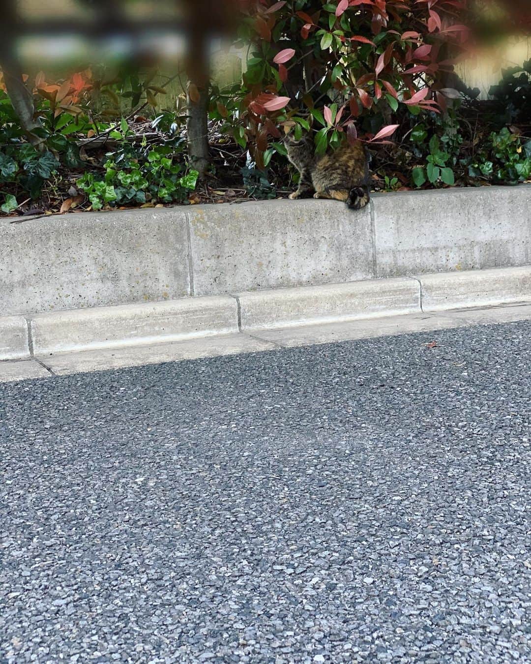 森なな子さんのインスタグラム写真 - (森なな子Instagram)「お弁当ゲットした後にバッタリ。 どこにいるか分かるかにゃ？🐈 #cat #catlover #猫 #ネコチャン」4月15日 22時54分 - nanako.m1988