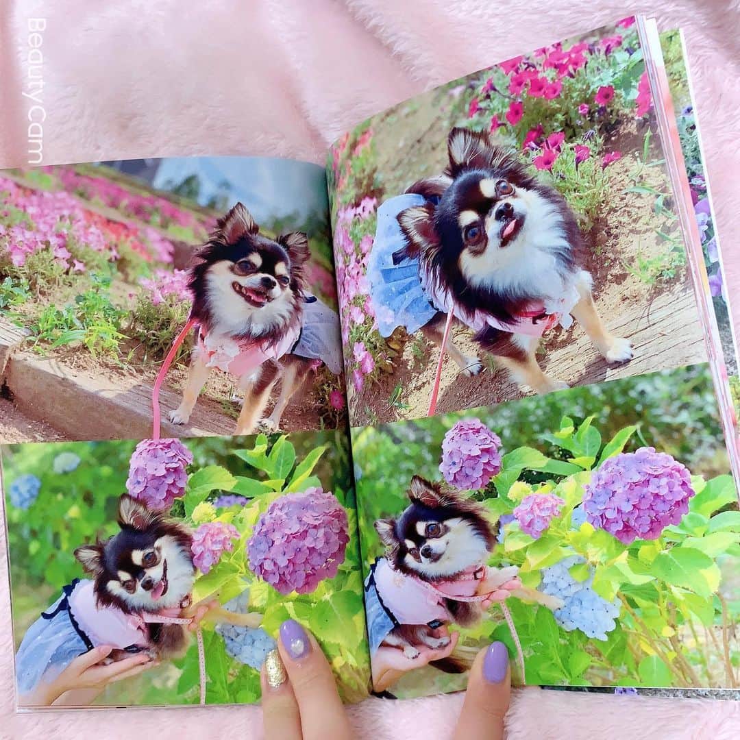 RIKAさんのインスタグラム写真 - (RIKAInstagram)「. . . 小梅ちゃんのアルバム♥️🧸♥️🧸♥️ . 写真もアルバムもあるけど 本の方がコンパクトで見やすいよ✨✨ . 400ページ以上あるから時間かかったけど 懐かしくて可愛すぎてあっとゆーまに出来た♥️ . #instalove#instagood#l4l#l4like#l4ls#princess #chihuahua#chihuahualove#chihuahuas#dog #baby#dogstagram#love#happybirthday#1月26日 #誕生日#犬好きさんと繋がりたい#🐾#5歳 #ブラックタン#チワワ#小梅#愛犬#可愛い #プリンセス#花見#桜#🌸#ディズニー」4月15日 22時55分 - riitan212