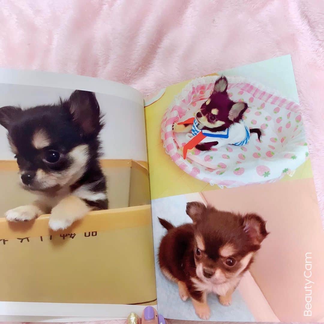 RIKAさんのインスタグラム写真 - (RIKAInstagram)「. . . 小梅ちゃんのアルバム♥️🧸♥️🧸♥️ . 写真もアルバムもあるけど 本の方がコンパクトで見やすいよ✨✨ . 400ページ以上あるから時間かかったけど 懐かしくて可愛すぎてあっとゆーまに出来た♥️ . #instalove#instagood#l4l#l4like#l4ls#princess #chihuahua#chihuahualove#chihuahuas#dog #baby#dogstagram#love#happybirthday#1月26日 #誕生日#犬好きさんと繋がりたい#🐾#5歳 #ブラックタン#チワワ#小梅#愛犬#可愛い #プリンセス#花見#桜#🌸#ディズニー」4月15日 22時55分 - riitan212