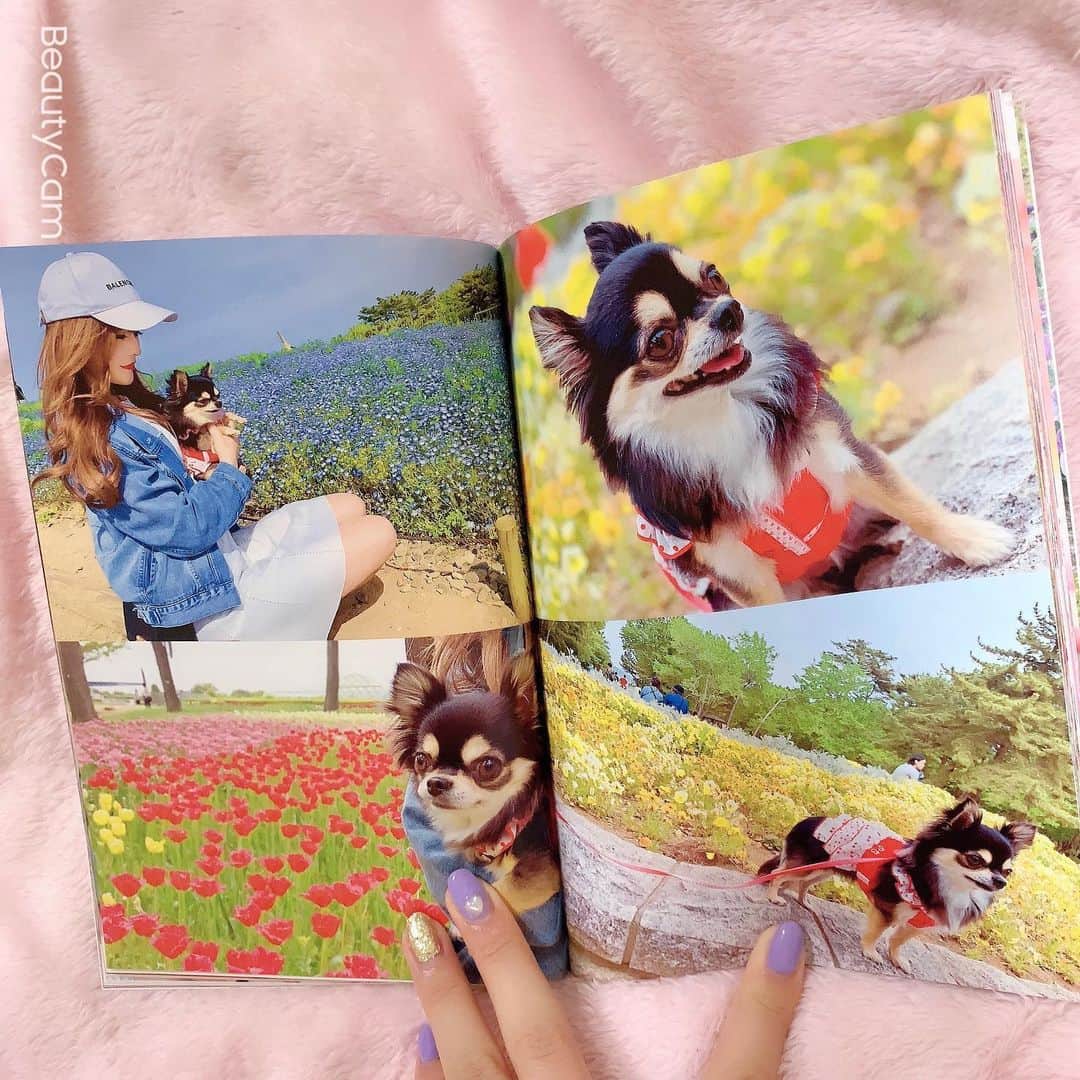 RIKAさんのインスタグラム写真 - (RIKAInstagram)「. . . 小梅ちゃんのアルバム♥️🧸♥️🧸♥️ . 写真もアルバムもあるけど 本の方がコンパクトで見やすいよ✨✨ . 400ページ以上あるから時間かかったけど 懐かしくて可愛すぎてあっとゆーまに出来た♥️ . #instalove#instagood#l4l#l4like#l4ls#princess #chihuahua#chihuahualove#chihuahuas#dog #baby#dogstagram#love#happybirthday#1月26日 #誕生日#犬好きさんと繋がりたい#🐾#5歳 #ブラックタン#チワワ#小梅#愛犬#可愛い #プリンセス#花見#桜#🌸#ディズニー」4月15日 22時55分 - riitan212