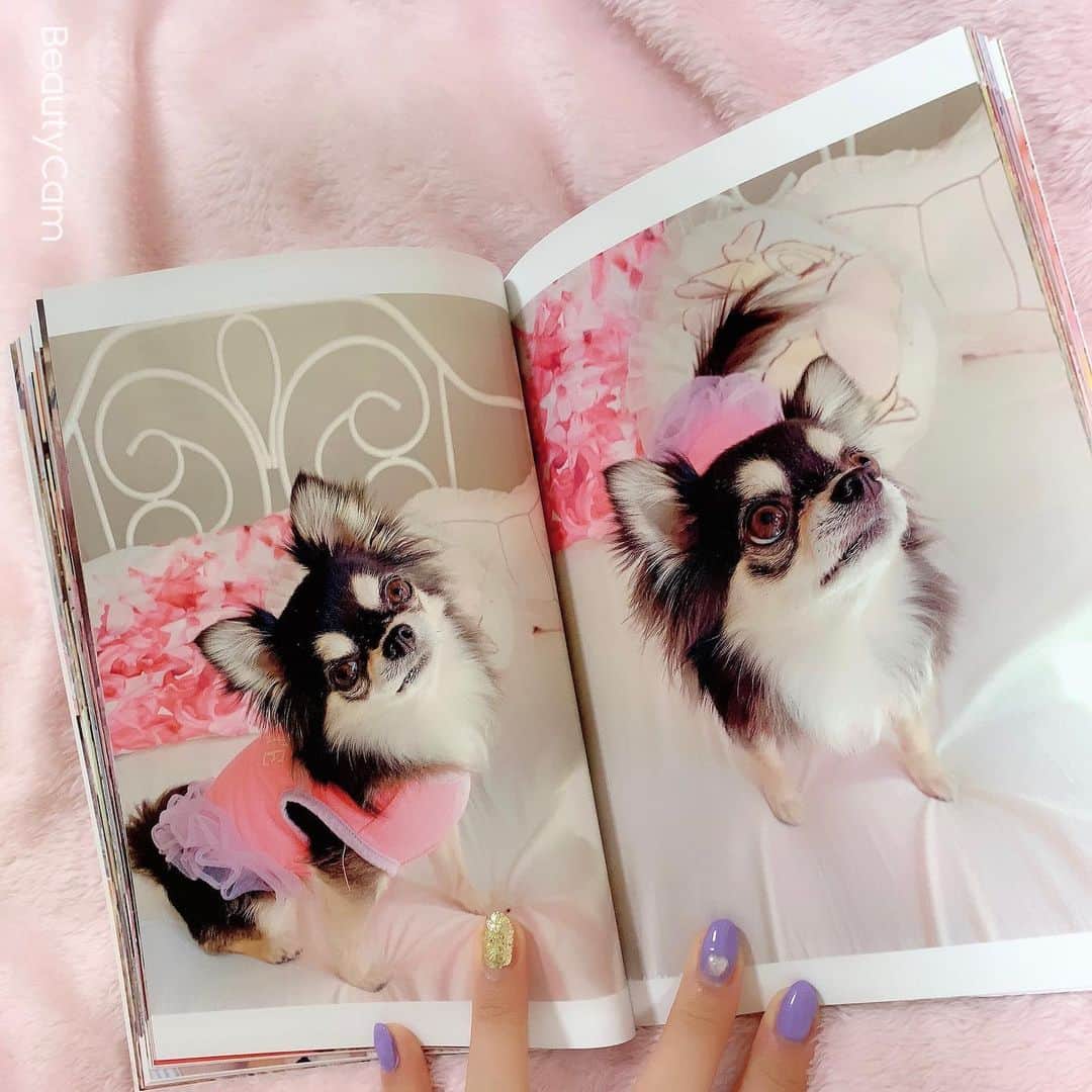 RIKAさんのインスタグラム写真 - (RIKAInstagram)「. . . 小梅ちゃんのアルバム♥️🧸♥️🧸♥️ . 写真もアルバムもあるけど 本の方がコンパクトで見やすいよ✨✨ . 400ページ以上あるから時間かかったけど 懐かしくて可愛すぎてあっとゆーまに出来た♥️ . #instalove#instagood#l4l#l4like#l4ls#princess #chihuahua#chihuahualove#chihuahuas#dog #baby#dogstagram#love#happybirthday#1月26日 #誕生日#犬好きさんと繋がりたい#🐾#5歳 #ブラックタン#チワワ#小梅#愛犬#可愛い #プリンセス#花見#桜#🌸#ディズニー」4月15日 22時55分 - riitan212