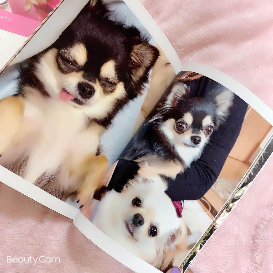 RIKAさんのインスタグラム写真 - (RIKAInstagram)「. . . 小梅ちゃんのアルバム♥️🧸♥️🧸♥️ . 写真もアルバムもあるけど 本の方がコンパクトで見やすいよ✨✨ . 400ページ以上あるから時間かかったけど 懐かしくて可愛すぎてあっとゆーまに出来た♥️ . #instalove#instagood#l4l#l4like#l4ls#princess #chihuahua#chihuahualove#chihuahuas#dog #baby#dogstagram#love#happybirthday#1月26日 #誕生日#犬好きさんと繋がりたい#🐾#5歳 #ブラックタン#チワワ#小梅#愛犬#可愛い #プリンセス#花見#桜#🌸#ディズニー」4月15日 22時55分 - riitan212