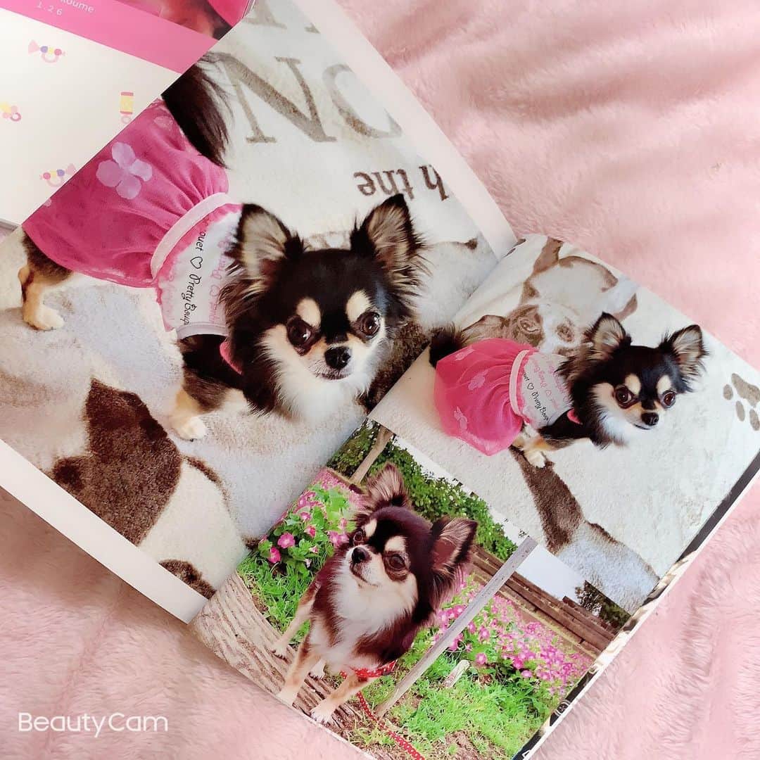 RIKAさんのインスタグラム写真 - (RIKAInstagram)「. . . 小梅ちゃんのアルバム♥️🧸♥️🧸♥️ . 写真もアルバムもあるけど 本の方がコンパクトで見やすいよ✨✨ . 400ページ以上あるから時間かかったけど 懐かしくて可愛すぎてあっとゆーまに出来た♥️ . #instalove#instagood#l4l#l4like#l4ls#princess #chihuahua#chihuahualove#chihuahuas#dog #baby#dogstagram#love#happybirthday#1月26日 #誕生日#犬好きさんと繋がりたい#🐾#5歳 #ブラックタン#チワワ#小梅#愛犬#可愛い #プリンセス#花見#桜#🌸#ディズニー」4月15日 22時55分 - riitan212