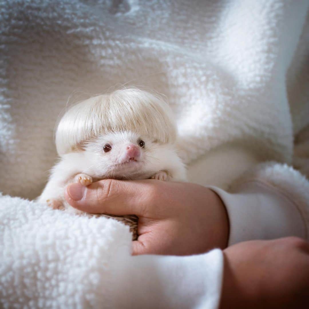 ダーシーのインスタグラム：「miss you😌🦔💖 Chopin 1/16/2020」