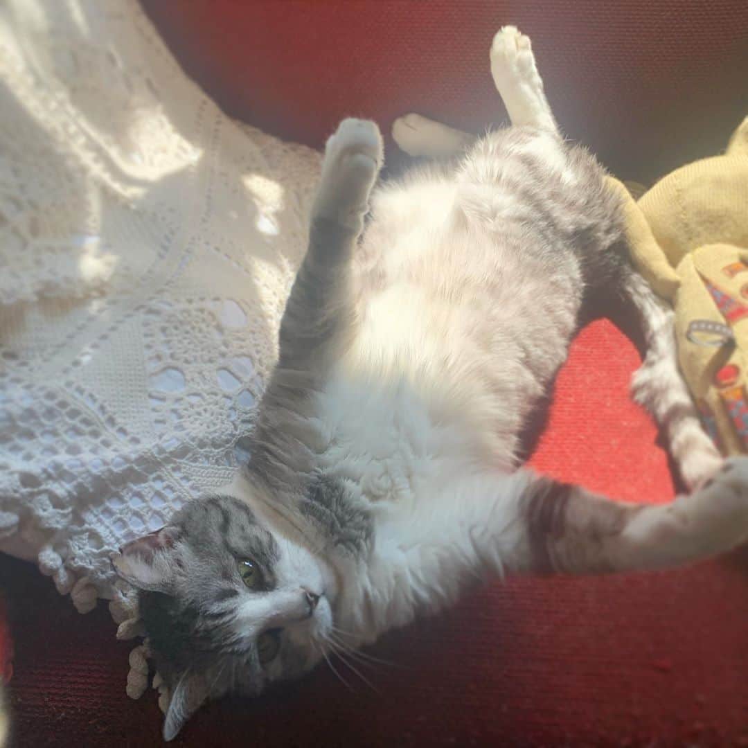 坂本美雨さんのインスタグラム写真 - (坂本美雨Instagram)「もうすぐ、一緒に暮らして10年になるけど、こんなにずっと一緒にいるのは初めてだね  #cat #サバ美」4月15日 23時29分 - miu_sakamoto