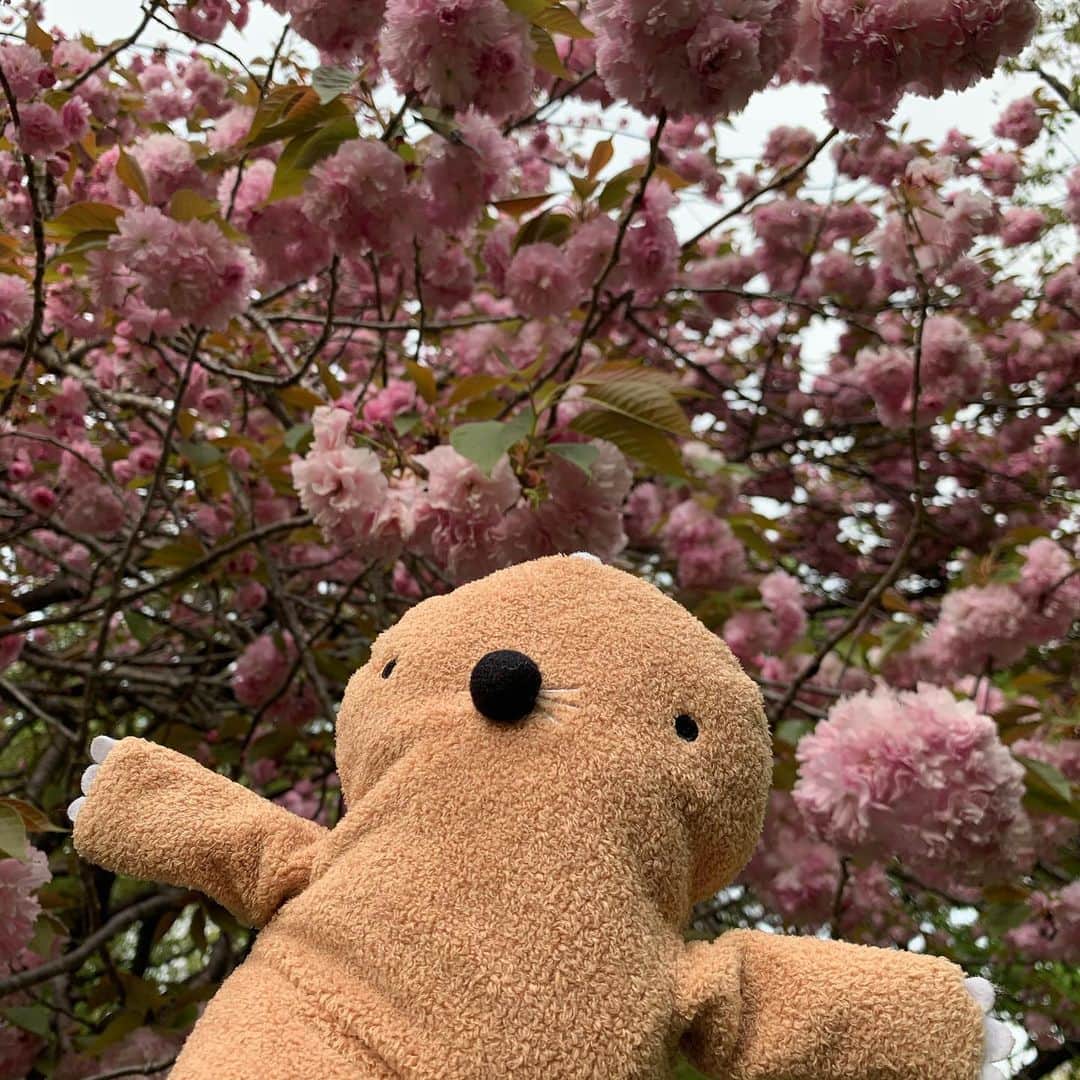 江口ともみさんのインスタグラム写真 - (江口ともみInstagram)「まんちゃんです‼️ あたしがこの間パチパチ👏してた動画を福岡女子メディア La Vita Fukuokaさんが作った動画に載せてくれたんだよぉ‼️ @la_vita_fukuoka ↑ここにアクセスして見てみてね💕  #fridayovation で福岡の人たちが出した写真や動画をまとめたらしい✨  今日は1週間ぶりにおばあちゃんとお散歩してきたの‼️八重桜が綺麗だったよ。ちょっと曇ってるけどね😅公園あったかいから人いっぱいいたけど、人を避けて森の中歩いたの。草の上歩いた方が気持ちいいね🌲おばあちゃん外出ないから、毎日ラジオ体操とかレッグマジックってやつ120回やるんだって‼️ スニーカーがセットしてあって笑っちゃった😆  #fumofumosan #フモフモさん #まんちゃん #lavitafukuoka  #fridayovation #おばあちゃんと散歩 #レッグマジック」4月15日 23時31分 - tomomin.eguchi