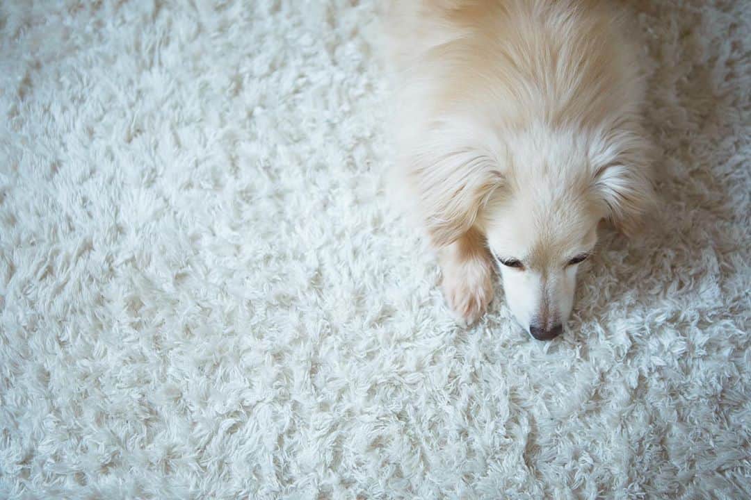 佐野円香さんのインスタグラム写真 - (佐野円香Instagram)「会話は殆どない我が家だけど大体ご機嫌のデッカイおじさん。﻿ ﻿ ゲームしかしてないし﻿ 代謝も下がるし﻿ ﻿ 明日から玄米やめてお豆腐にしちゃおうかな〜😌﻿ ﻿ #dog﻿ #チワックス﻿ #まる﻿ #犬のいる生活﻿ #デッカイおじさんもいる生活﻿ #家族の定点観測」4月16日 0時12分 - madoka_sa